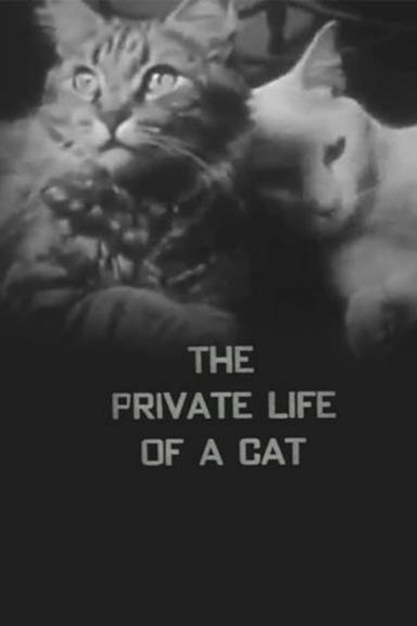 The Private Life of a Cat poster