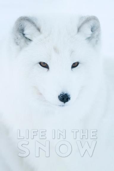 Life In The Snow poster