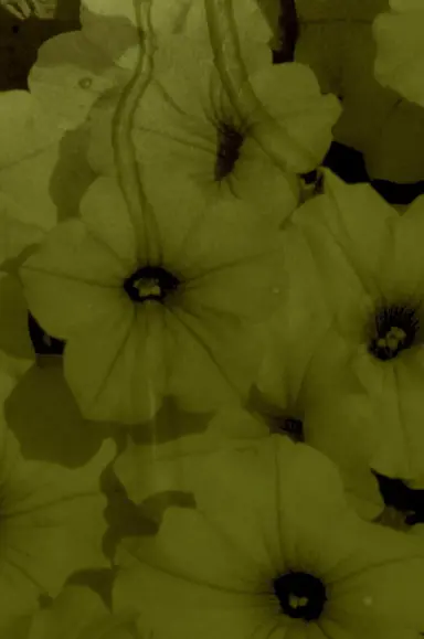 Liquid Dreams poster