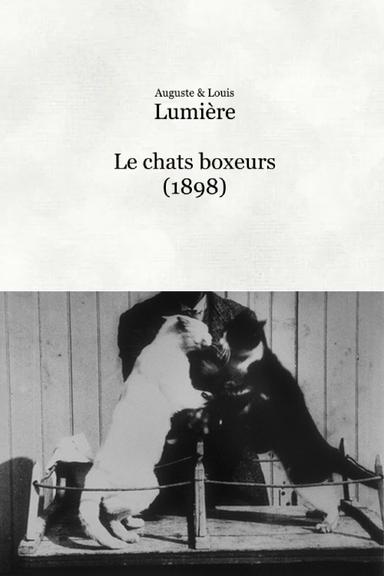 Les chats boxeurs poster