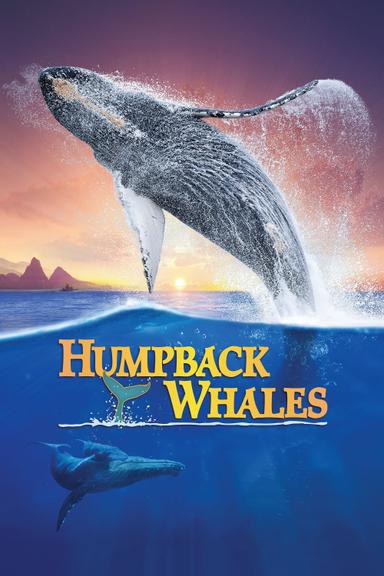 Humpback Whales poster