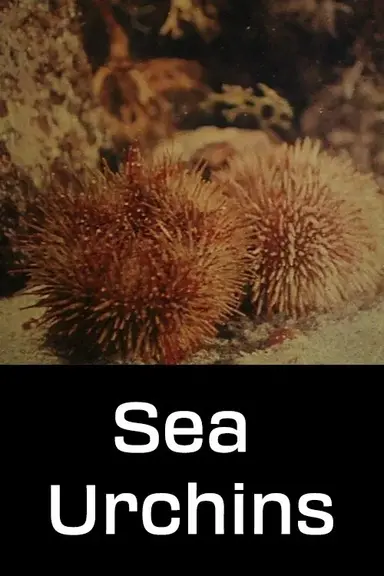 Sea Urchins poster