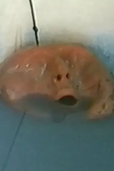 Blue Bath poster