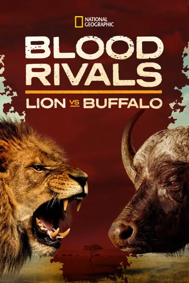 Blood Rivals: Lion vs Buffalo poster