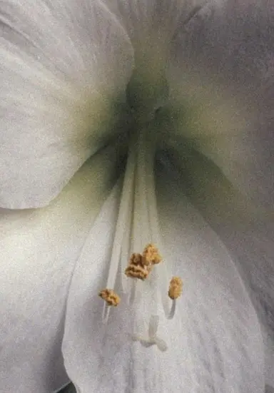 Amaryllis - A Study poster