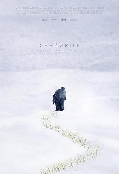 Chamomile poster