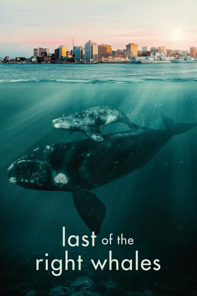 Last of the Right Whales poster