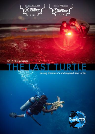 The Last Turtle poster