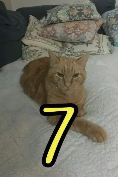 The Adventures of Murphy the Cat #7 poster