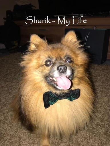 Sharik - My Life poster