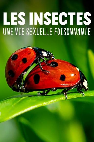 Les insectes, une vie sexuelle foisonnante poster