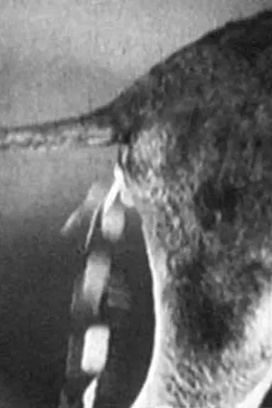 Tischlein deck dich, Eselein streck dich, Knüppel aus dem Sack poster