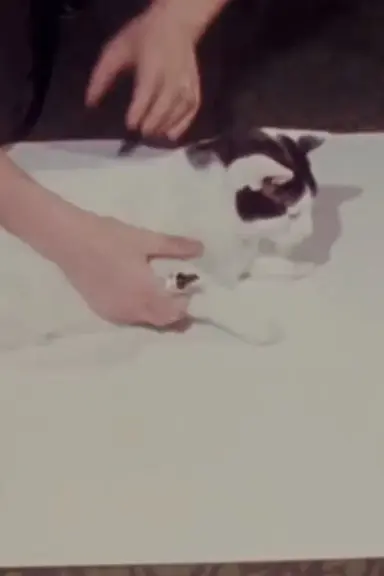 How to Draw a Cat poster