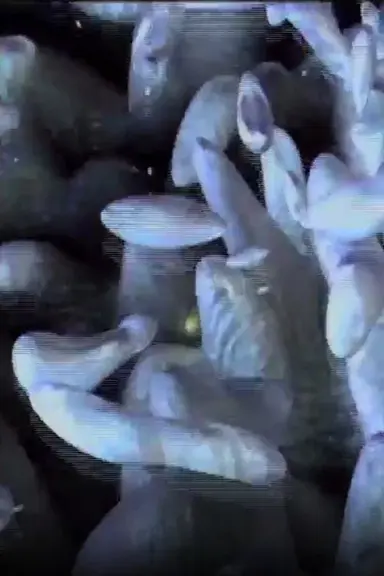 Artificial Life Metropolis ‘CELL’ poster